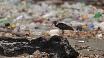 النفايات البلاستيكية في شاطئ بابارو في ولاية ميراندا، فنزويلا.