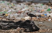 النفايات البلاستيكية في شاطئ بابارو في ولاية ميراندا، فنزويلا.