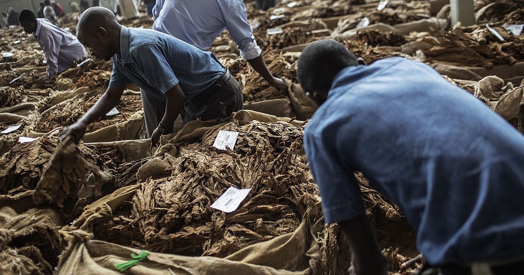 Malawi records 55% increase in tobacco sales this season