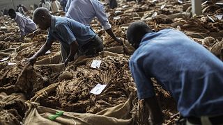 Malawi : les ventes de tabac en hausse de 55%