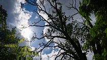 شجرة بلوط في متنزه سانسوسي في ألمانيا