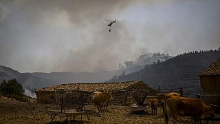 Kühe und Helikopter in Südportugal