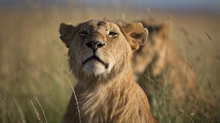 Wild lion population dwindling as 90% disappear from historical habitat