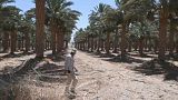 مزارع إسرائيلي في بستان نخيل بمدينة إيلات