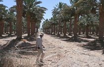 مزارع إسرائيلي في بستان نخيل بمدينة إيلات