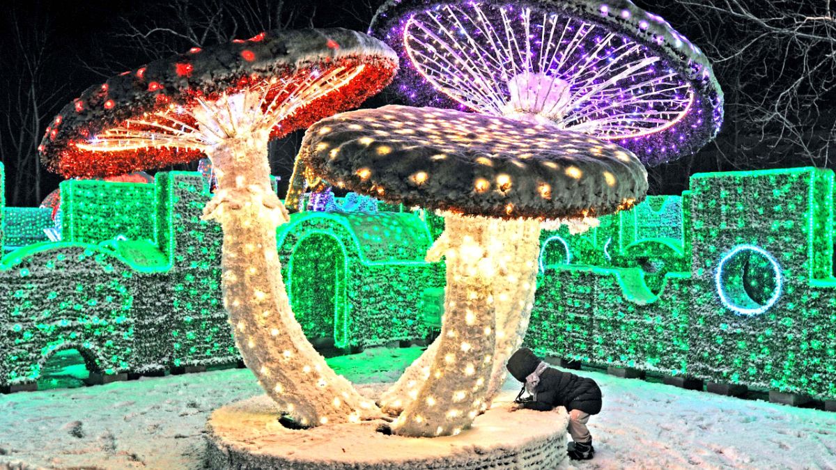 A child plays under lit mushrooms in the Light Labyrinth in the Wilanow Palace Garden in Warsaw, Poland. 6 December 2013