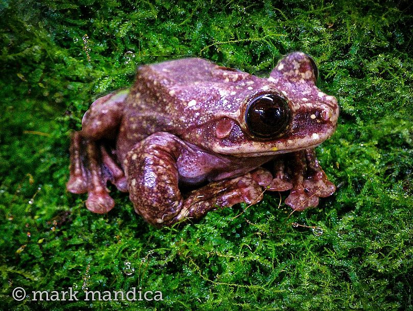 Oh hoppy days! Tiny endangered frog successfully bred