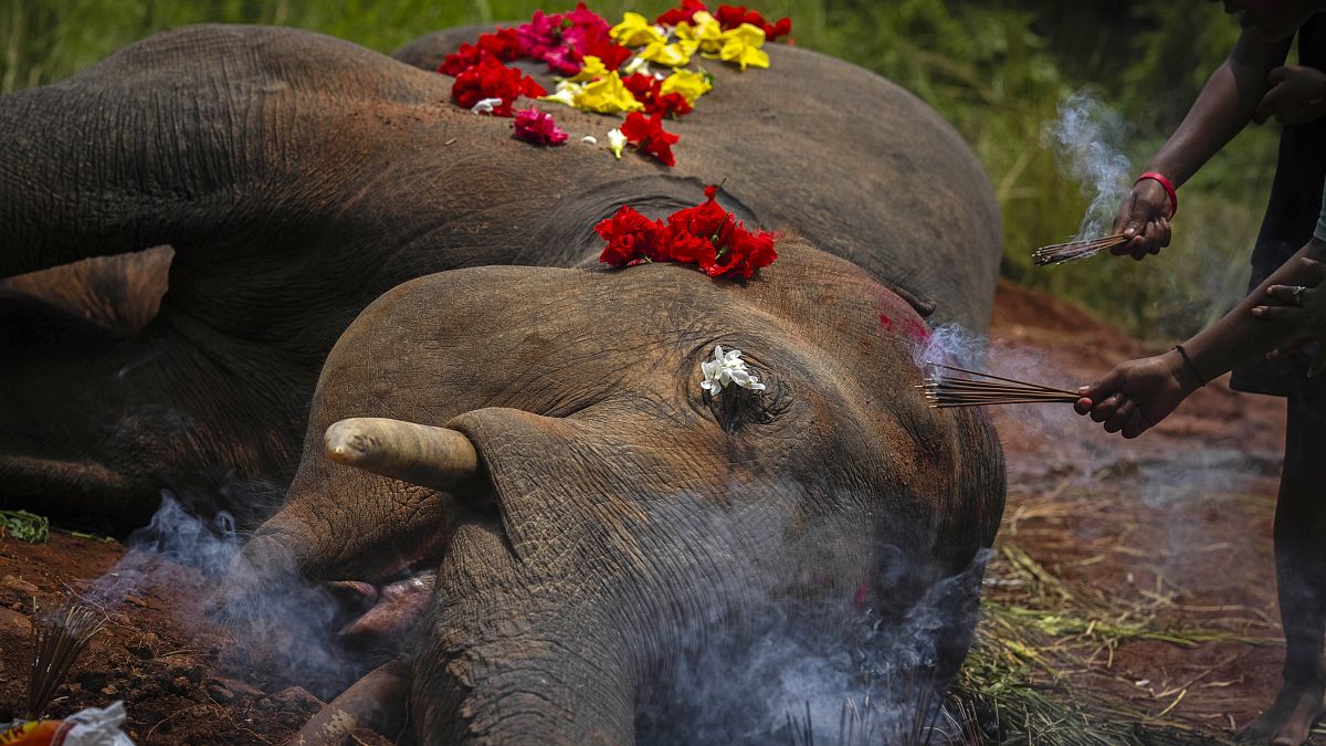 جثة الفيل الذي قـُتل بعد أن صدمه قطار في قرية في شمال شرق الهند