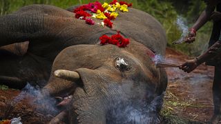 جثة الفيل الذي قـُتل بعد أن صدمه قطار في قرية في شمال شرق الهند