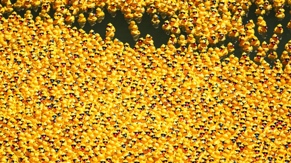 Tens of thousands of rubber ducks race along Chicago River