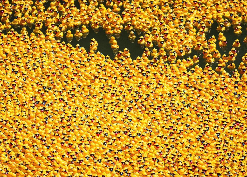 Video. Tens of thousands of rubber ducks race along Chicago River