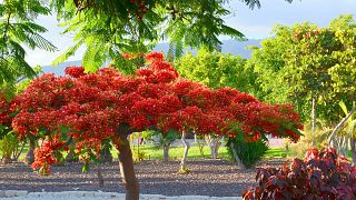 The Canary Islands' eye-catching flame trees are a magnet for tourists.