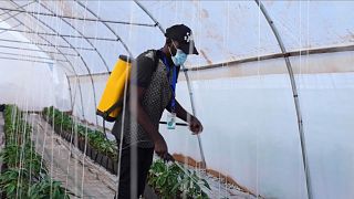 FIDA : l'agro-business, alternative au chômage des jeunes en Afrique ?