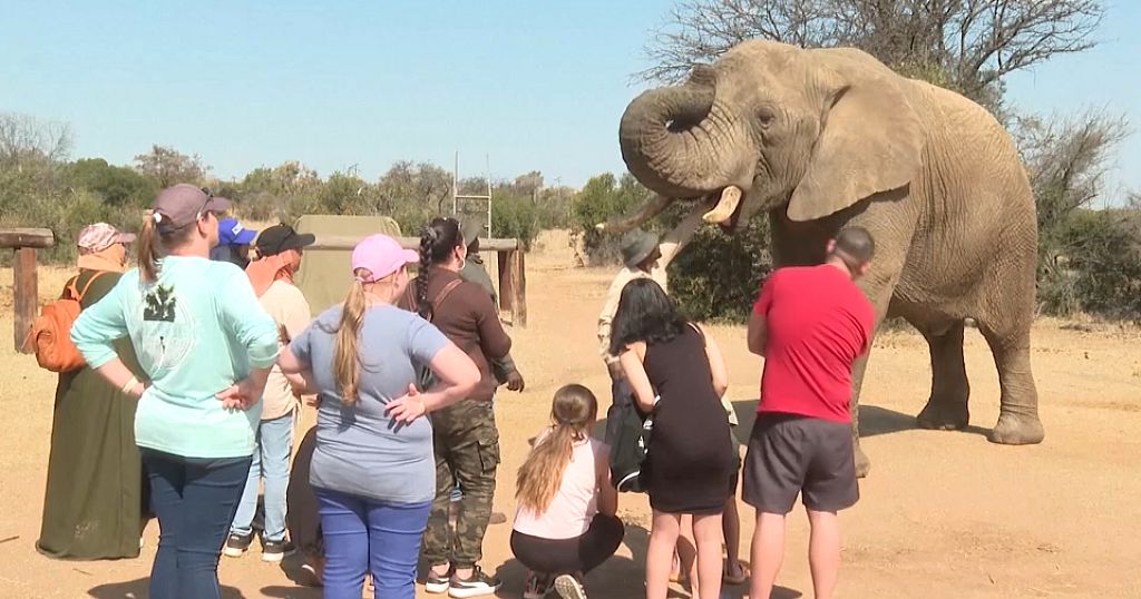 South Africa: Eager visitors enjoy moments with elephants