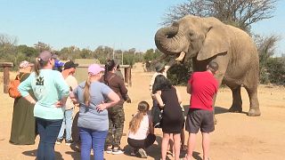 South Africa: Eager visitors enjoy moments with elephants 