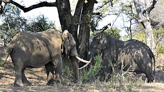Afrique du Sud : plaidoyer pour la protection des éléphants