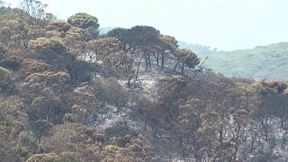 Morocco: Authorities battle flames destroying forest cover 