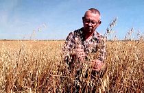 Bertrand Baey stands in amongst his damaged oat crops