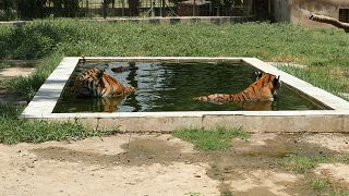 نمران سيبيريان مستلقيان في بركة بحديقة الحيوانات في بغداد