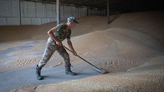 Un trabajador rastrilla trigo en un granero de una granja privada en Zhurivka.