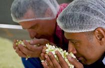 رجلان يشمان عبق زهر الياسمين قبل استخلاص العطر منه في أحد المصانع في الهند