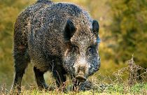 Eine Rotte von etwa 20 Wildschweinen wurde in der Stadt Catanzaro in der süditalienischen Region Kalabrien gesichtet.