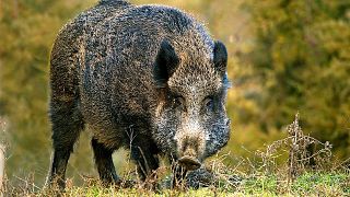 A pack of about 20 wild boars was spotted in the city of Catanzaro, in Italy's southern region of Calabria.