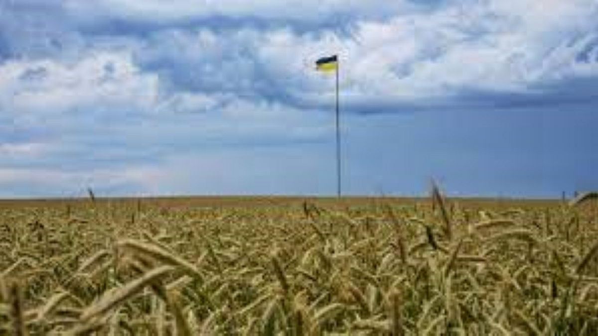 Campo de trigo na Ucrânia