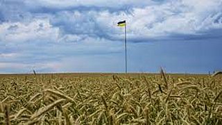 La producción de maíz y trigo en Ucrania se ha reducido casi un 40 % este año con respecto a los niveles anteriores a la guerra.