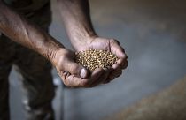 Фермер держит зерно в частном хозяйстве в Журовке, Киевская область
