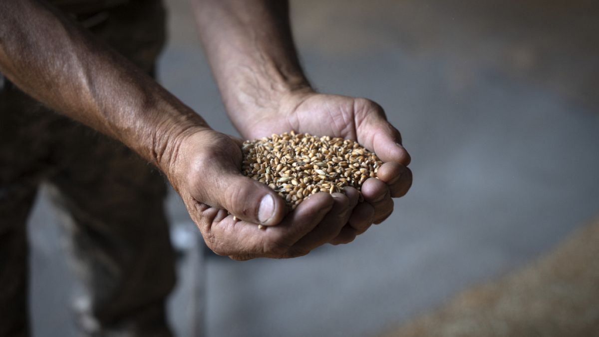Ukrán gazdélkodó egy maréknyi gabonával a kezében