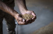 Ukrán gazdélkodó egy maréknyi gabonával a kezében