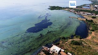 Giftige, grüne Suppe: Maracaibo-See in Venezuela