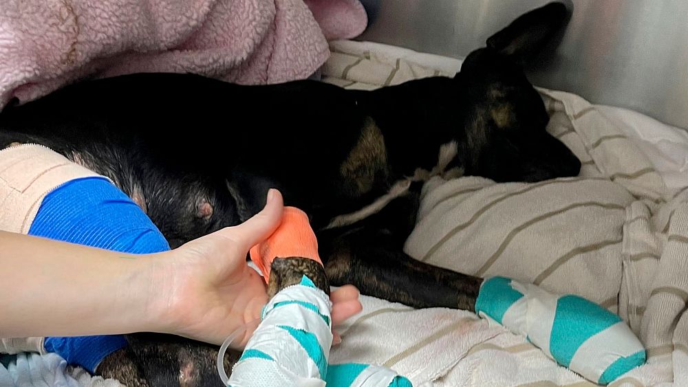 Dogs with ‘paws burnt down to the bone’ rescued from the ashes of Hawaii’s wildfires thumbnail