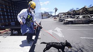كلب مدرب في لاهاينا، هاواي، للبحث عن ضحايا حرائق جزيرة هاواي الأميركية،  السبت 12 أغسطس 2023