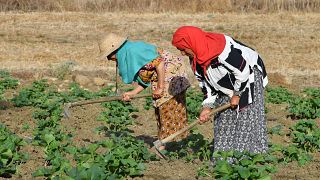Tunisie : travailler par 50 degrés, le calvaire des agriculteurs 