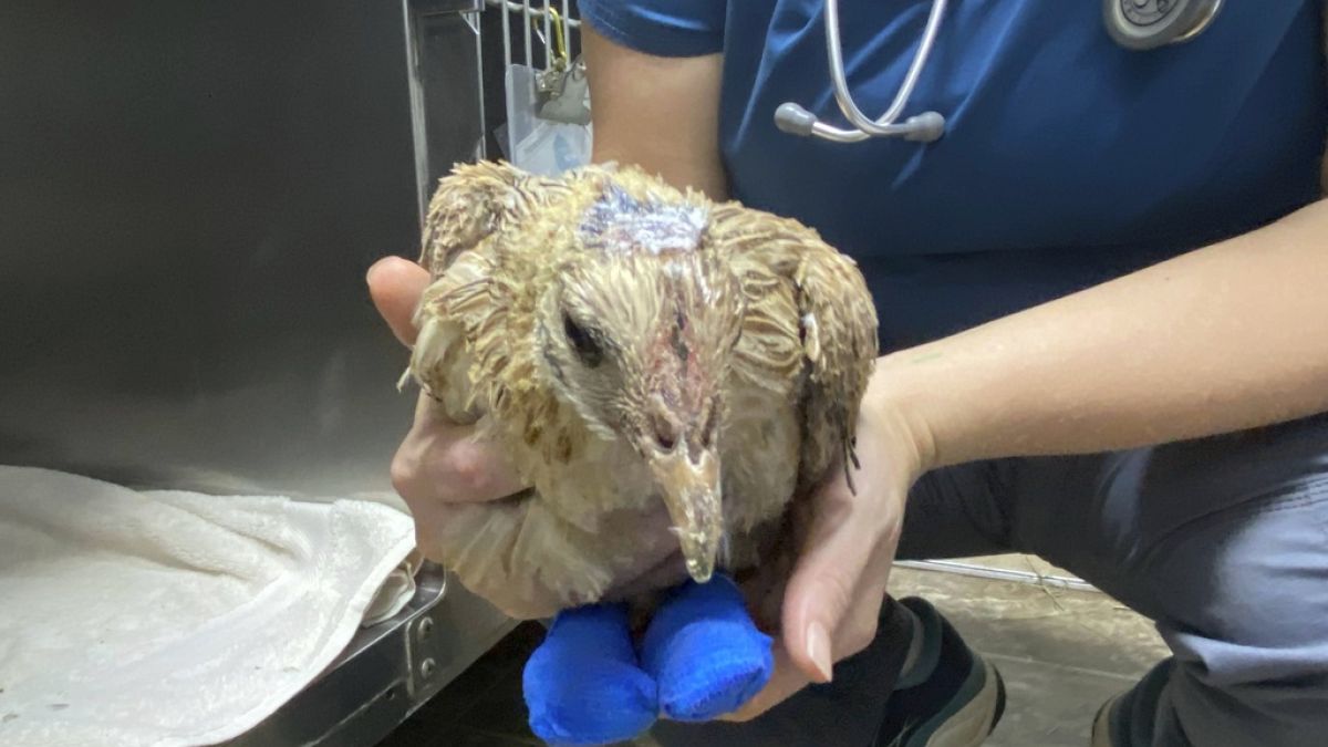 A tűzvészben megégett csirke egy állatorvosi rendelőben