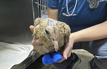 A tűzvészben megégett csirke egy állatorvosi rendelőben