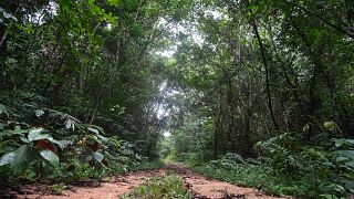 Nigeria turns to former poachers to save key forest
