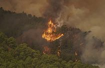 É um dos piores incêndios florestais da história de Tenerife