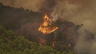 Le feu de forêt a éclaté dans un parc national qui entoure le volcan du Teide, le point culminant des îles Canaries.
