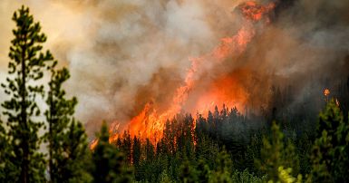 Organic Stories: HAY! There's a Fire! - British Columbia Organic