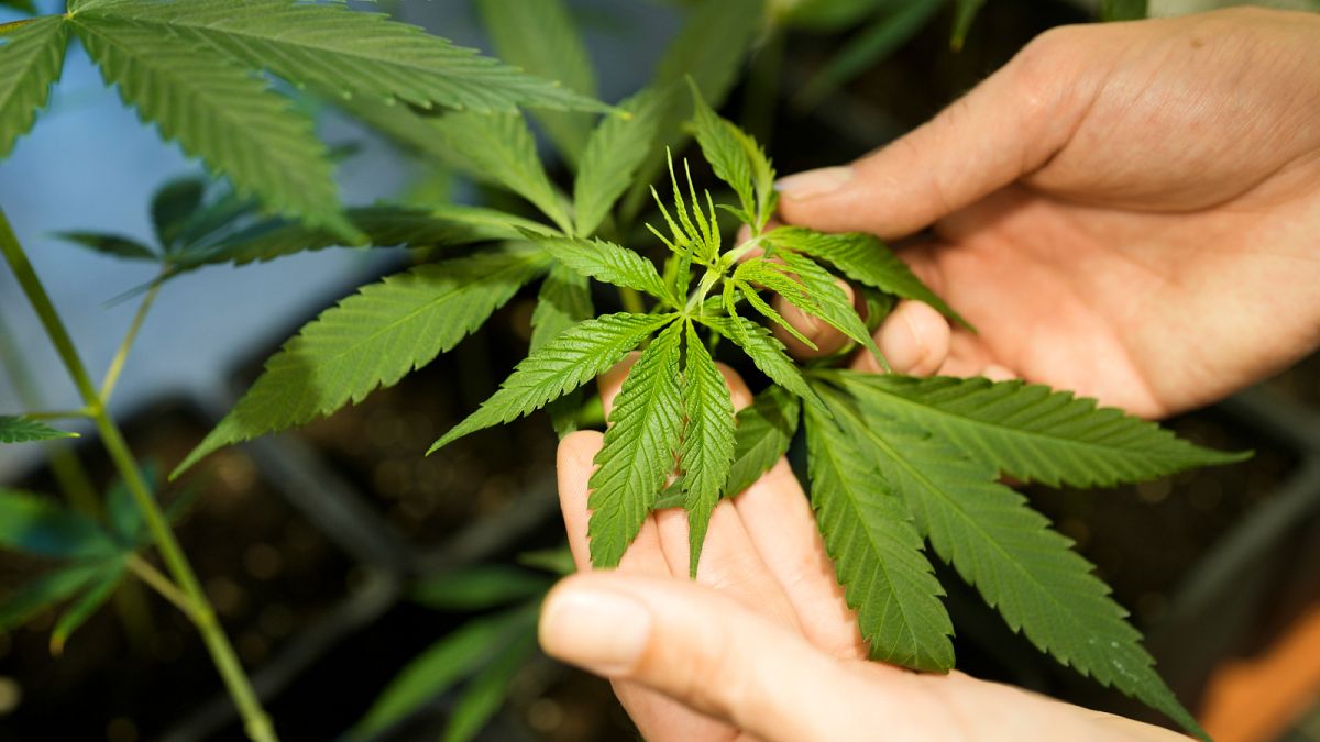 Un employé montre une plante de cannabis ou de chanvre en croissance dans une boîte au musée du cannabis à Berlin, en Allemagne.