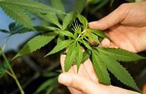 Un employé montre une plante de cannabis ou de chanvre en croissance dans une boîte au musée du cannabis à Berlin, en Allemagne.
