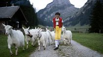 Young herdsman Roman takes part in the "Alpabzug" (drive from the mountain pasture), on Friday, Aug. 26, 2022, on the Saemtis Alp in Bruelisau, Switzerland.