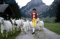 Young herdsman Roman takes part in the "Alpabzug" (drive from the mountain pasture), on Friday, Aug. 26, 2022, on the Saemtis Alp in Bruelisau, Switzerland.