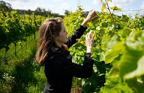 La viticultrice Emma Berto vérifie les raisins au Thora Vingård, municipalité de Båstad, Suède, juillet 2023.