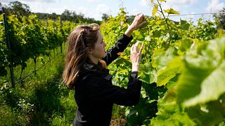 La enóloga Emma Berto comprueba las uvas en Thora Vingård, municipio de Båstad, Suecia, julio de 2023.