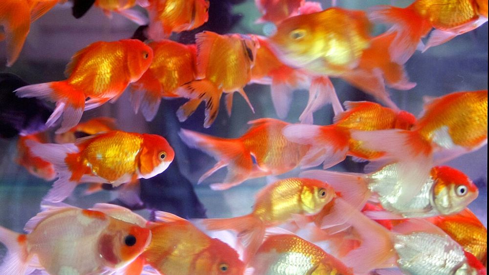 WATCH: Japan's goldfish-catching contest lures 1,700 people thumbnail