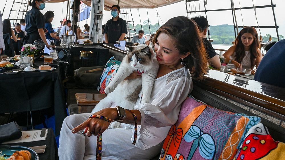 Cats are welcome on this luxury sunset cruise in Singapore